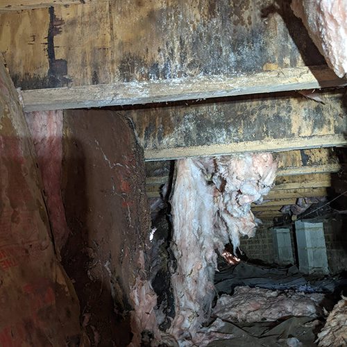 Mold Growth Mold Growth